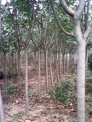 山東青島王義漢苗木基地_青島苗木種植基地_山東苗木企業-苗木地