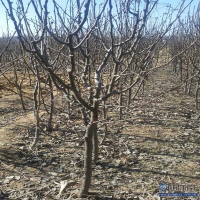【梨苗爬秧咋管口碑廠家黃金梨苗大型基地】泰安高新區(qū)旺運(yùn)苗木中心