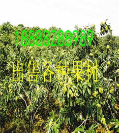 山東淄博板栗樹苗 新聞 產(chǎn)品