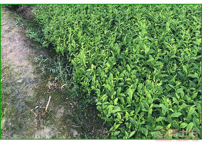 【福鼎大白茶苗價格】福鼎大白茶苗價格,價格,廠家,供應商,花木、果木種苗,雅安市名山區惠農苗木種植農民專業合作社 - 產品庫