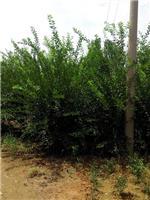 泰安劃算的榆葉梅供應:臨沂榆葉梅-山東科大苗木基地提供泰安劃算的榆葉梅供應:臨沂榆葉梅的相關介紹、產品、服務、圖片、價格山東3公分銀杏苗基地促銷裝歡迎咨詢136【4538】6501、百日紅、櫻花、白皮松、紅楓、法桐、