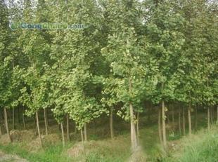 供應咨詢銀杏樹價格|咨詢銀杏樹行情|邳州市翔齊銀杏苗木基地_紡織、皮革_世界工廠網中國產品信息庫