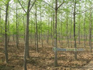 供應櫻花,黑松等綠化苗木優質供應-山東銀杏樹價格|敬高銀杏園林_傳媒、廣電_世界工廠網中國產品信息庫