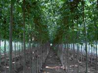 12公分法桐價格、法國梧桐、法桐樹價格[供應]_綠化苗木_世界工廠網中國產品信息庫