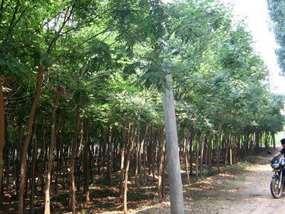 河北保定福緣綠化苗木基地