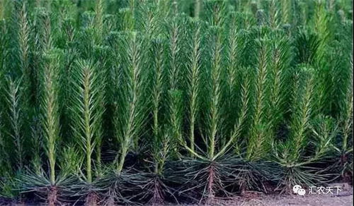 想要出好苗子 這些苗木生產新技術不得不知