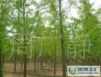 最低價銷售銀杏樹、嫁接銀杏樹、實生銀杏樹[供應(yīng)]_綠化苗木_世界工廠網(wǎng)中國產(chǎn)品信息庫