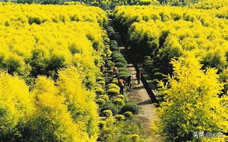 苗木生產(chǎn),如何抓要點和難點