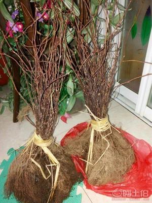 【大量批發(fā)五味子苗,一年生五味子苗】,價格,廠家,供應(yīng)商,花木,寬城區(qū)永發(fā)苗木培育基地 - 產(chǎn)品庫