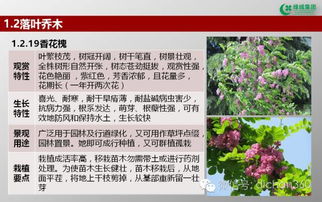 綠城集團(tuán)園林軟景苗木圖譜 全套