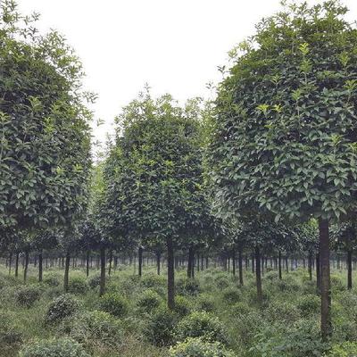 溫江錦藝供應yu-787成都桂花成都桂花價格成都高桿桂花成都高桿桂花基地圖片_高清圖_細節圖-溫江錦藝苗木園藝場