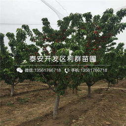 佳紅大櫻桃苗 2019年佳紅大櫻桃苗多少錢一棵
