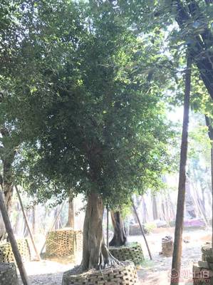 【小葉榕苗木直轄、品質保證、最新報價】綠化苗木,價格,廠家,供應商,花木,龍海市東泗興輝園藝場 - 產品庫