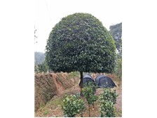 長(zhǎng)沙市雨花區(qū)瑞達(dá)綠化苗木場(chǎng)產(chǎn)品展示