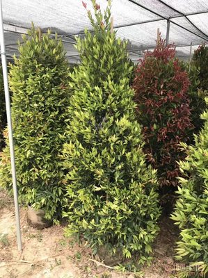 【江西綠化苗木袋苗紅車、農(nóng)戶種植】綠化苗木,價格,廠家,供應商,花木,龍海市東泗興輝園藝場 - 產(chǎn)品庫