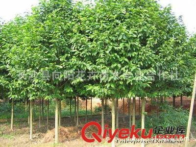 喬木-現(xiàn)貨批量供應出售8-18公分優(yōu)質(zhì)樂昌含笑 求購樂昌含笑圖片|喬木-現(xiàn)貨批量供應出售8-18公分優(yōu)質(zhì)樂昌含笑 求購樂昌含笑產(chǎn)品圖片由長沙縣向陽花卉苗木專業(yè)合作社公司生產(chǎn)提供-