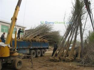 供應(yīng)山東25公分優(yōu)質(zhì)銀杏苗木,承包小區(qū)綠化工程,各種綠化苗木,山東夢(mèng)強(qiáng)銀杏基地_安全防護(hù)_世界工廠網(wǎng)中國產(chǎn)品信息庫