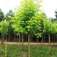 彩葉苗木 - 苗木供應(yīng)信息 - 易縣旭東宿根花卉彩葉樹種苗場(chǎng)