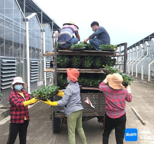 三亞培育1000萬(wàn)株優(yōu)質(zhì)瓜菜苗 保障冬春季瓜菜生產(chǎn)