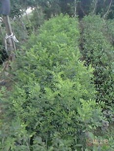 廠家直供七里香苗木盆栽花卉：九里香木香花苗，優(yōu)質(zhì)園林綠化工程苗木