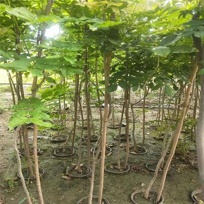 紫藤產(chǎn)業(yè)：廠家直銷(xiāo)、生產(chǎn)基地與園林綠化的完美結(jié)合