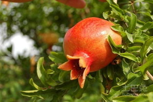 石榴苗木價(jià)格及廠家推薦 林業(yè)種植指南