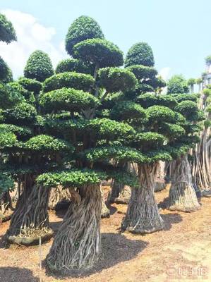 造型優(yōu)美小葉榕供應，打造綠色生態(tài)空間——龍海市東泗興輝園藝場專業(yè)綠化苗木服務