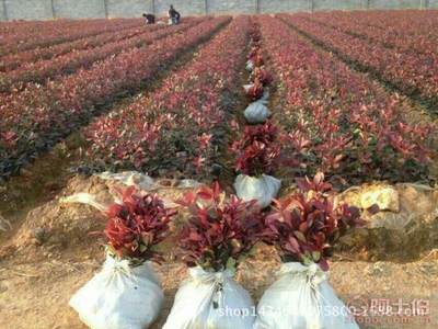 高品質(zhì)紅葉石楠苗木采購指南與園林綠化應用